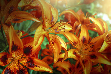 orange lilies in garden arter rain, floral background with sunny lightの写真素材