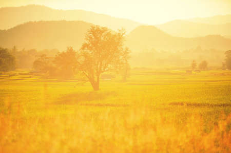 rice field in sunsetの写真素材