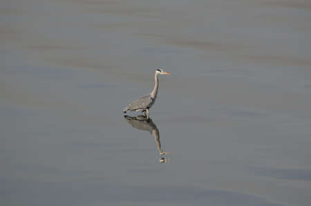 Grey Heronの写真素材