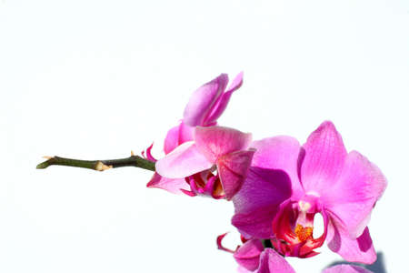 isolated pink orchid plant. With copyspaceの写真素材