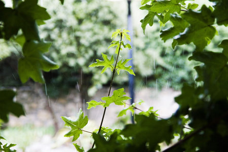 A branch with leaves and the rain behind.  Small dof