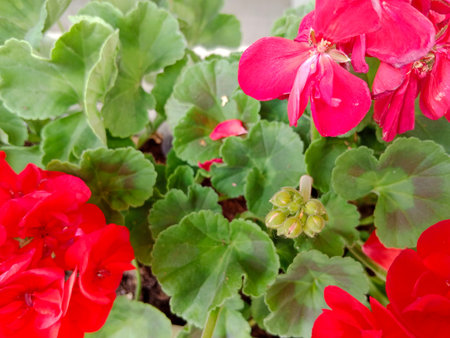 Geranium Pelargonium, also known as red geranium.