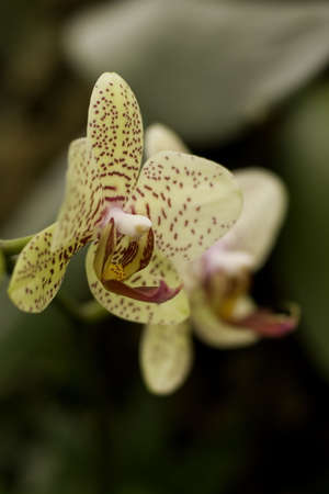 Orchidの写真素材