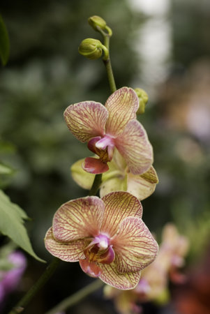 Orchidsの写真素材