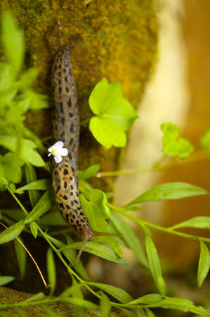Leopard slug crawling down a rock through leavesの写真素材