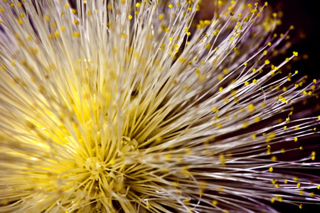 Close up of a melalueca flower showing the stamens