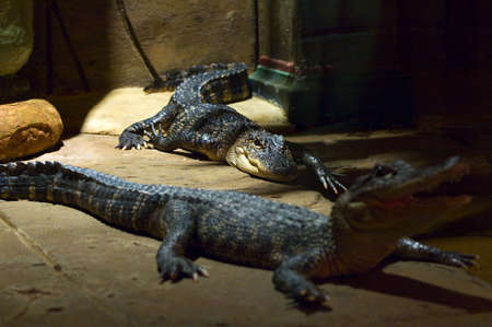 Two small Alligators in an Egyptian themed roomの写真素材