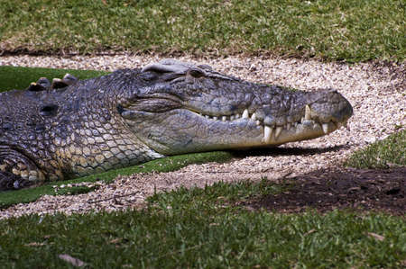 Salt water crocodile slowly creeping out of the waterの写真素材