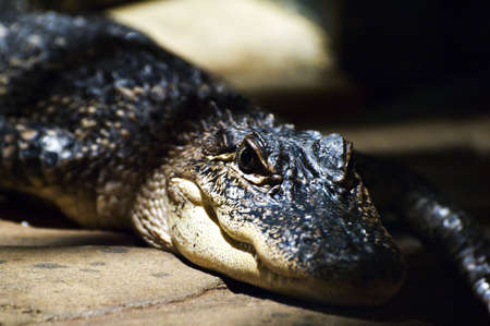 Close up of the head of a baby alligatorの写真素材