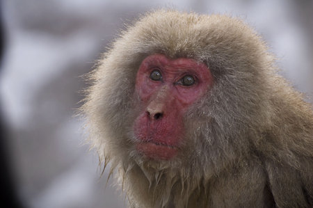 Close up of a Japanese snow monkeys face