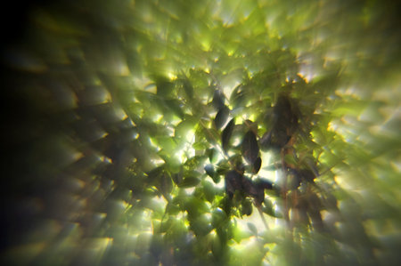 Abstract background photo of green leaves