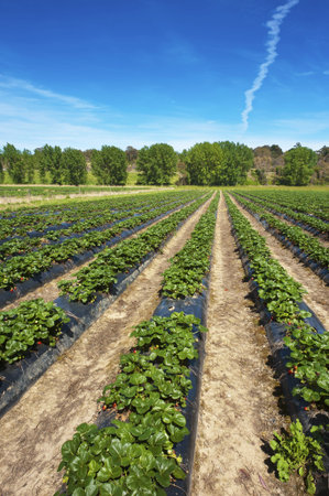 Rows of strawberry plants at a fruit farm 