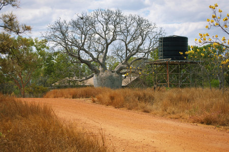 A dirt road leads to a very large Boab tree next to a water tower in the Australian outback 