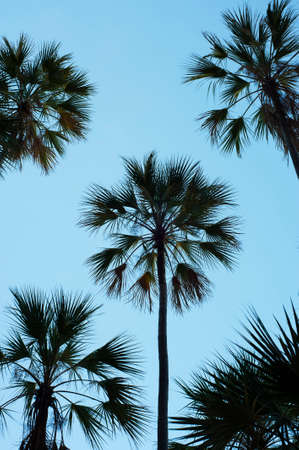 Silhouettes of palm trees against a clear blue sky.の写真素材