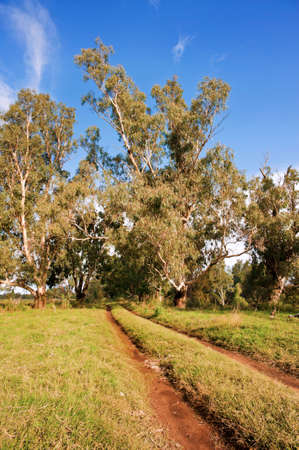 A secluded country road leads into the Australian bush.の写真素材