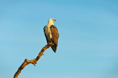 White Bellied Sea Eagle perched on a dead tree branch.
