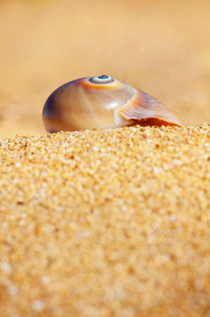 Close up of the spiral on a patterned sea shell on the sand with copy space.の写真素材