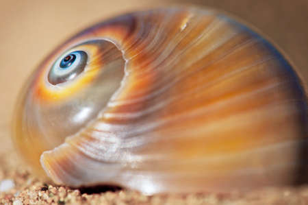 Close up of the spiral on a patterned sea shell on the sand.の写真素材