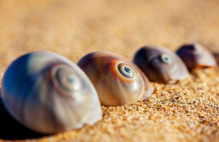 A line of four spiral sea shells on the sand.の写真素材