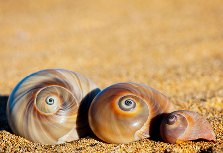 A line of three spiral sea shells on the sand.