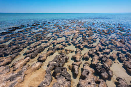 Stromatolites in the World Heritage Area of Shark Bay, Western Australia.  Most likely earths first living microorganisms and producer of oxygen, around 3 billion years ago.の写真素材