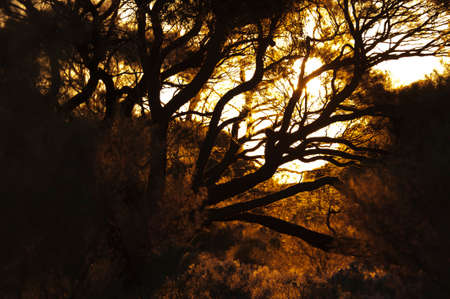 An orange sunset with the silhouette of tree branches in the foreground.の写真素材