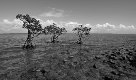 Three mangrove trees all in a line in the shallow water at the waters edge.  Black and white.