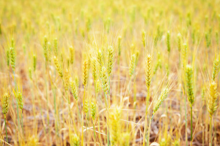 Wheat Field Texture for background use.