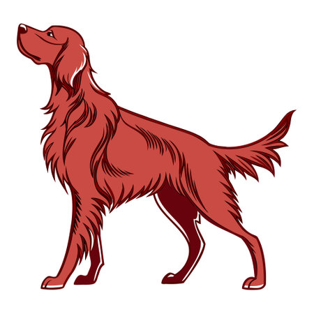 Irish setter dog isolated on white background. Vector illustration in cartoon style.のイラスト素材