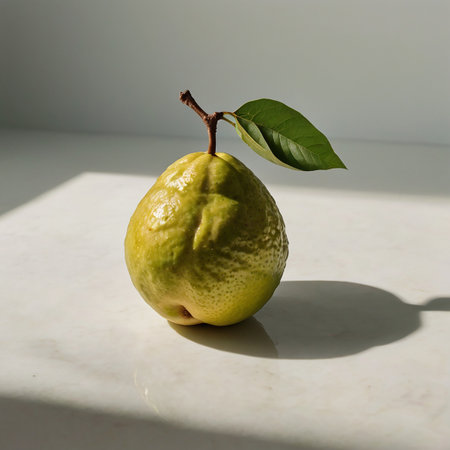 Ripe guava with green leaf on white marble table with shadowの素材