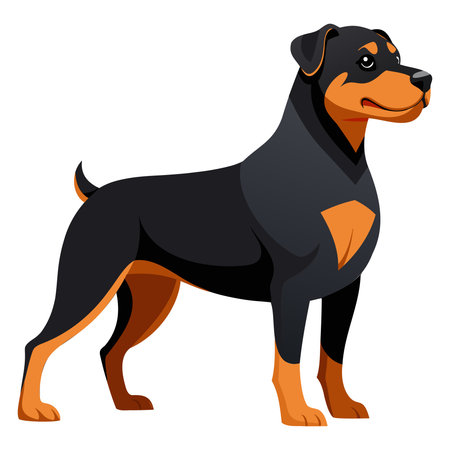 Rottweiler dog isolated on white background. Vector illustration.のイラスト素材