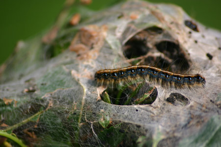 Caterpillar on nest