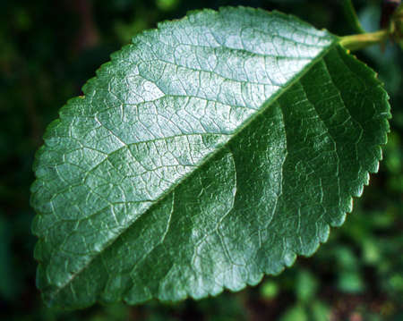 Single green leafの写真素材