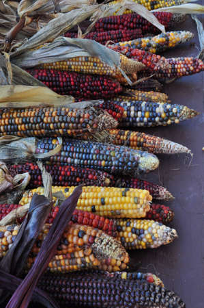 Indian Cornの写真素材