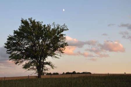 Tree and the Moonの写真素材