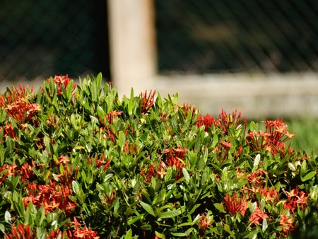 A species of an ixora family flower in a gardenの素材