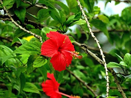 Red Hibiscusの素材