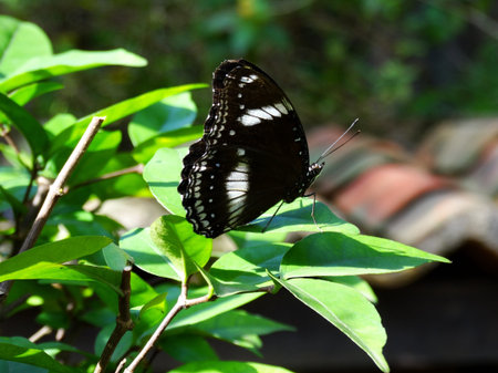 A Butterfly  の素材