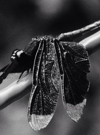 Dragonflyの素材