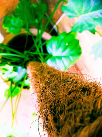 A vase of plantの素材