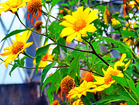 Yellow Flowers