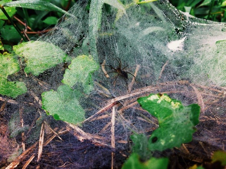 Spider webの素材