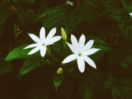 White flowersの素材