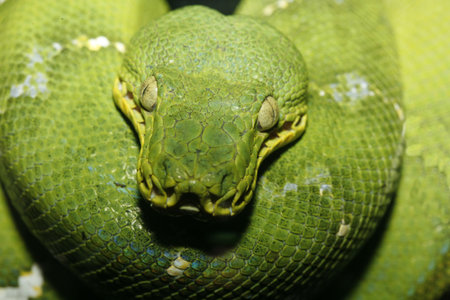 Close up photo of an Emeral Tree Boa taken with macro lens, could also be a  Green Tree Python....