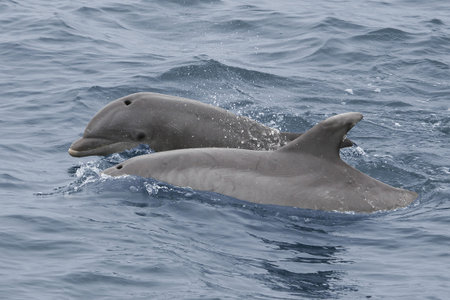 Two Dolphins Playing together in the waterの写真素材