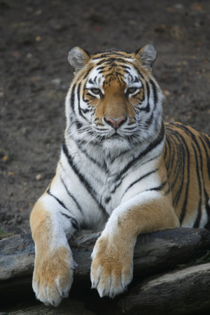 Gorgeous orange tiger staring at the camera