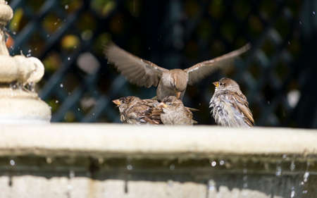 bad birdの写真素材