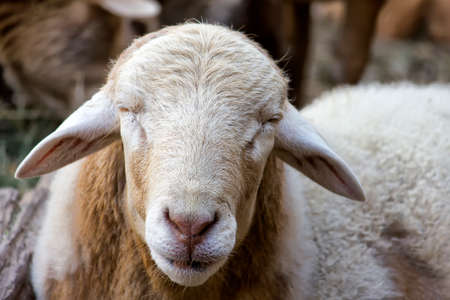 Close-up of the face of a white sheep, frontの写真素材