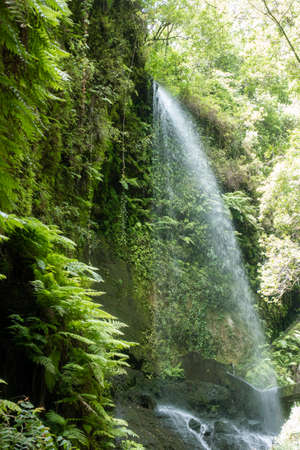 Waterfall Los Tilos in the forest on La Palma Islandの写真素材