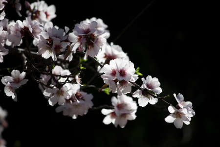 Looking at one almond blossom is not the same as looking at all the flowers on a branchの写真素材